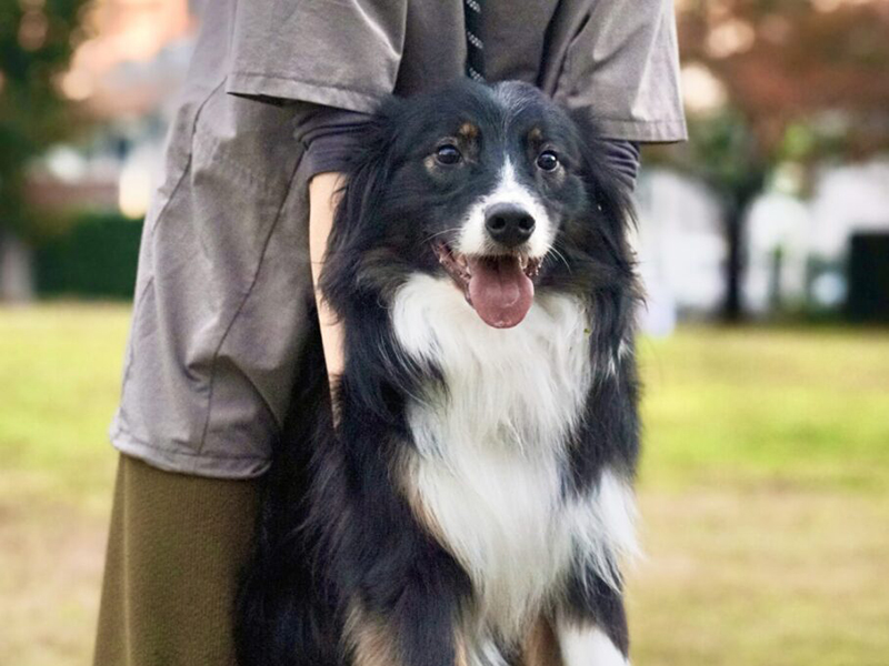 噛み癖のあるワンちゃん、シニア犬、パピー犬の受け入れも可能です!