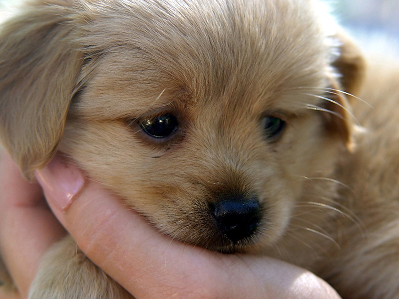 噛み癖のあるワンちゃん、シニア犬、パピー犬の受け入れも可能です!